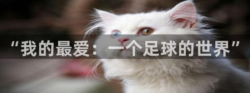 利记官网下载招商电话号码：“我的最爱：一个足球的世界”